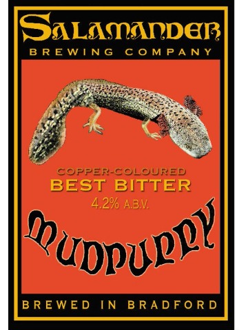 Salamander - Mudpuppy